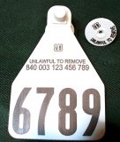 Temple Official 840 Large Herdsman Tag Set - Available as Single Set or Matched Visual Pair